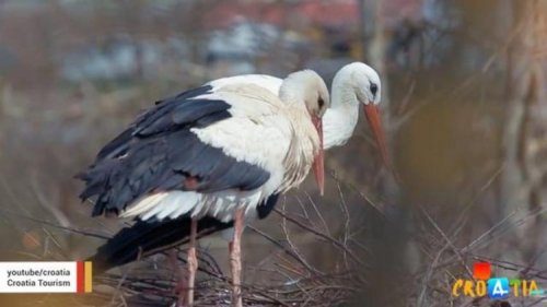 Аистиная верность! Аист, который каждый год больше месяца летит к своей раненой возлюбленной Аистиная верность! Аист, который каждый год больше месяца летит к своей раненой возлюбленной