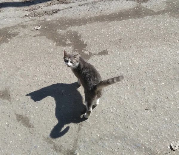 Кошка, которую местные жители нежно называли Дымкой, отплатила добром за добро