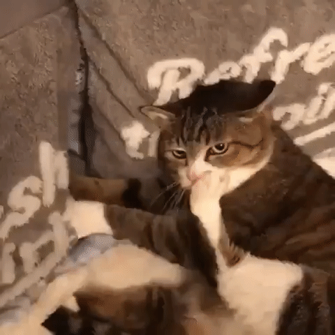 Смешные коты, которые поднимают настроение #152