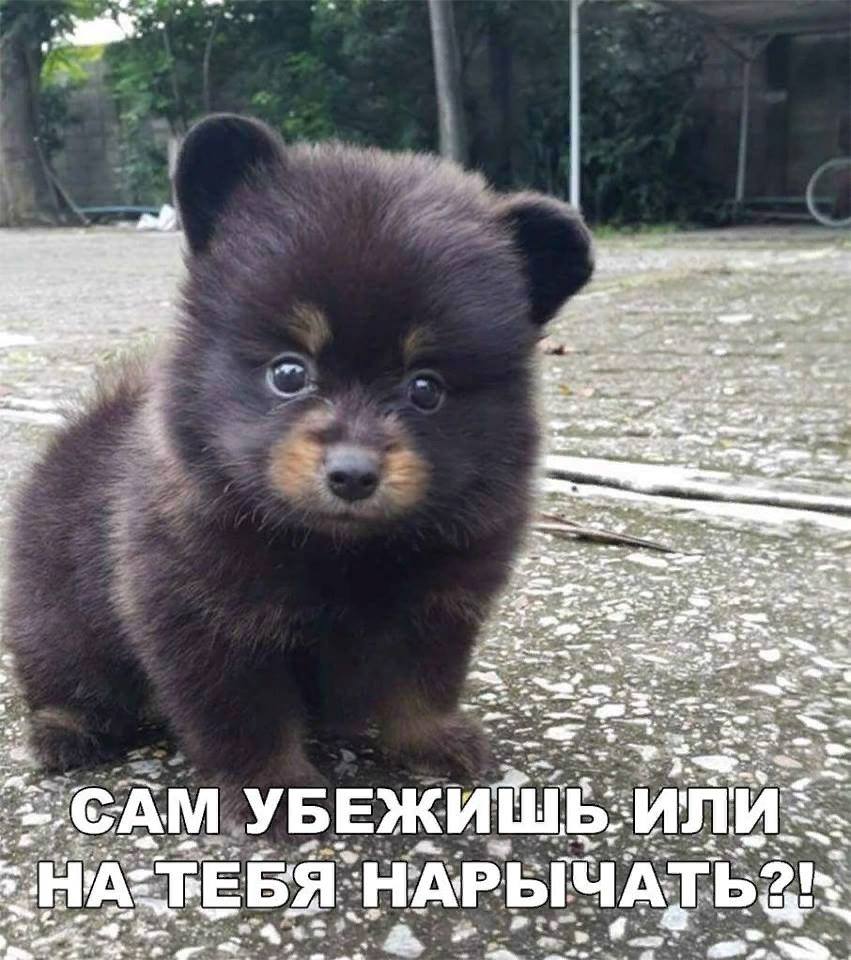 РАЗГРУЗОЧНЫЙ ДЕНЬ. (весёлая подборка картинок)))