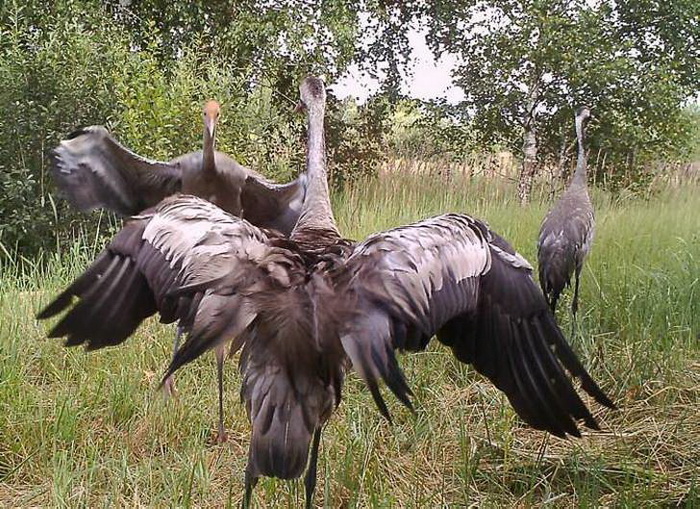 Журавли в объективе фотокамеры.