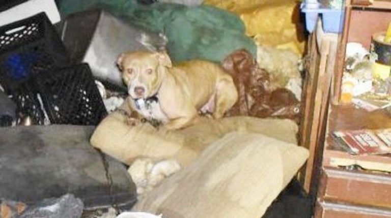 dog in the garbage 02022020 dog in the garbage