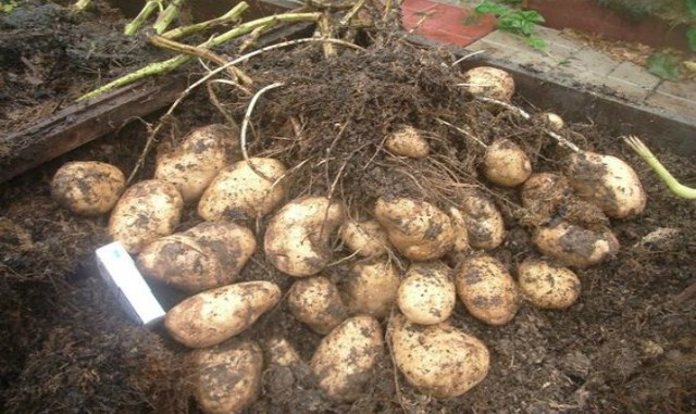 c678619c053a59e13296dd59175583b1--album-vegetables-garden