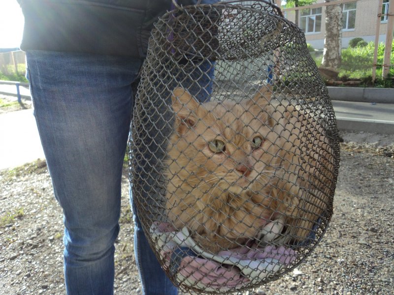 Хозяева променяли своего старенького кота на чихуахуа Хозяева променяли своего старенького кота на чихуахуа история, кот, рыжий кот, чихуахуа