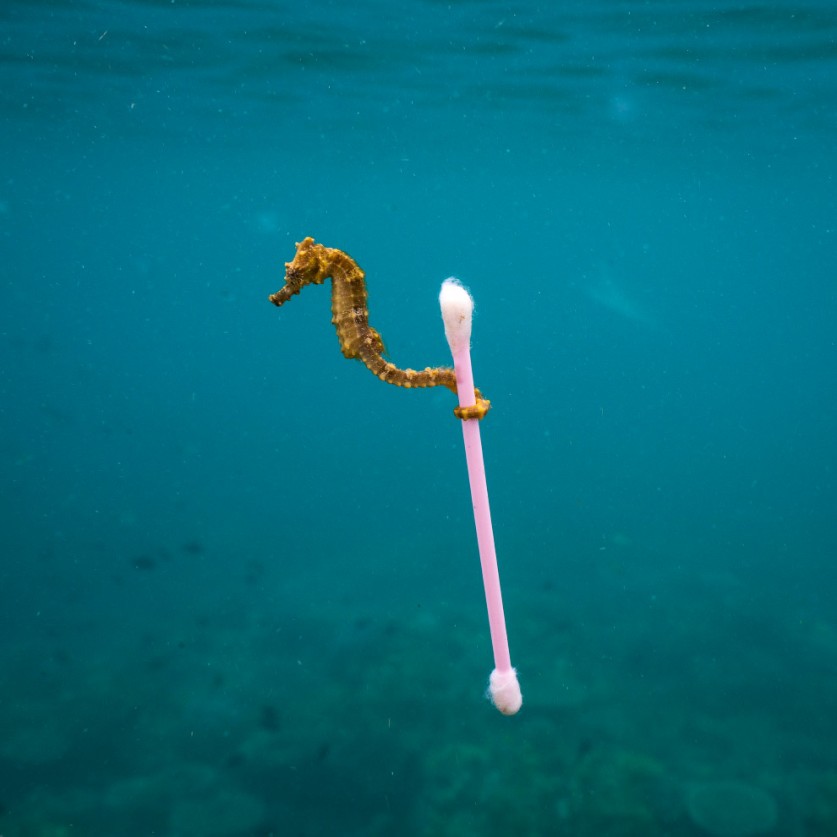 Финалисты фотоконкурса дикой природы Wildlife Photographer of the Year 2017