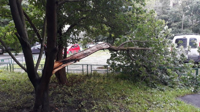 Упавшее дерево на Яхромской оперативно убрали