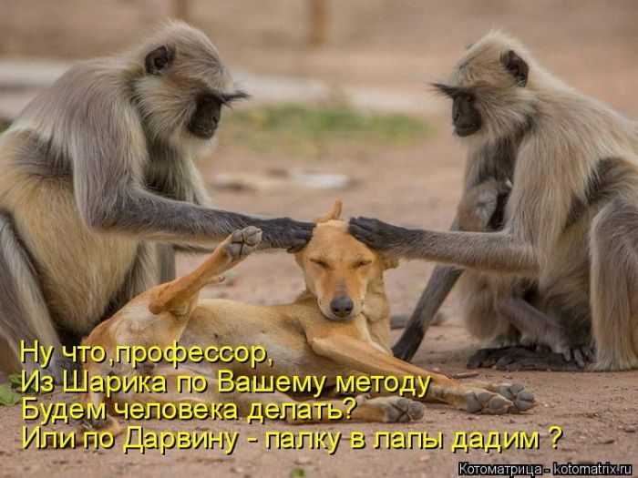 Лучшие котоматрицы, которые зарядят вас позитивом) Лучшие котоматрицы, которые зарядят вас позитивом)