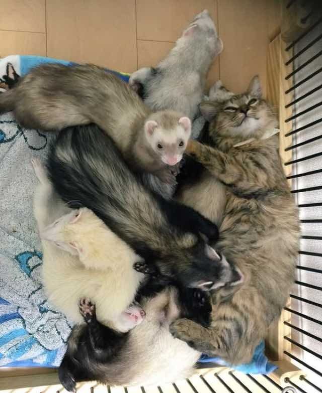 Котенок, который считает себя хорьком