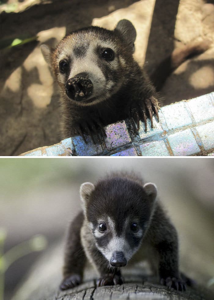 Baby White-Nosed Coati Baby White-Nosed Coati
