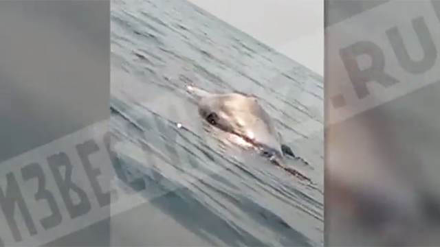 Видео: кашалота выбросило на берег на Сахалине