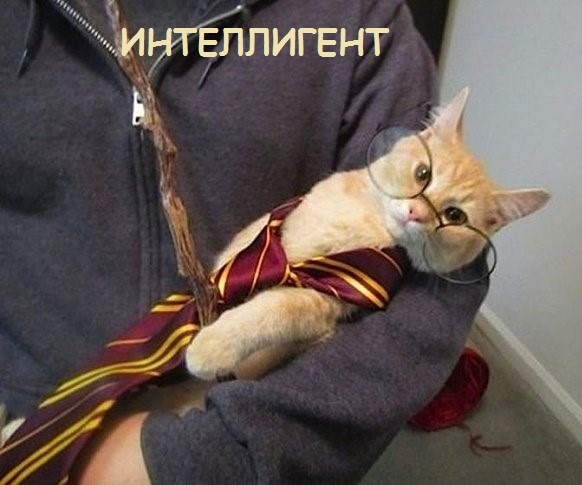 Такие разные и забавные котики Такие разные и забавные котики