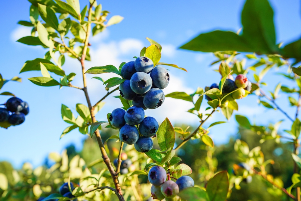 Nutrients: чай из листьев черники снижает число ночных пробуждений у пожилых