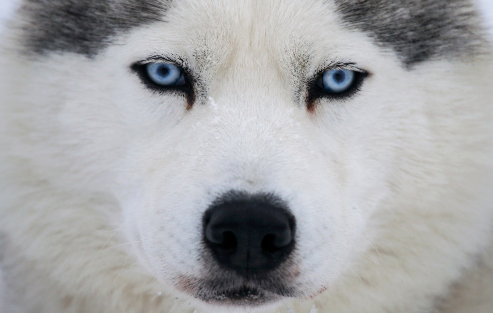Гонки на собачьих упряжках в Свердловской области Гонки на собачьих упряжках в Свердловской области