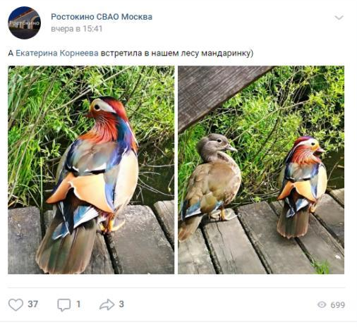 Утка-мандаринка попала в объектив фотографа-любителя в СВАО