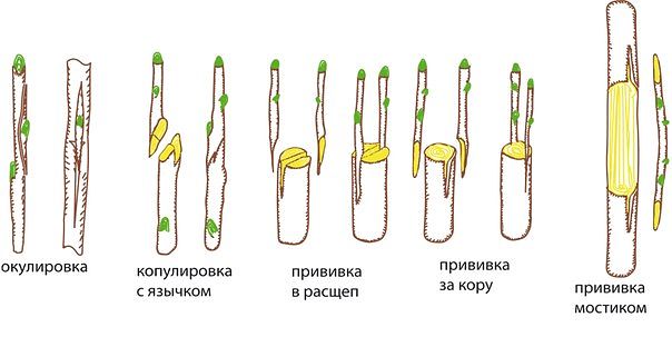 Прививка яблонь весной для начинающих