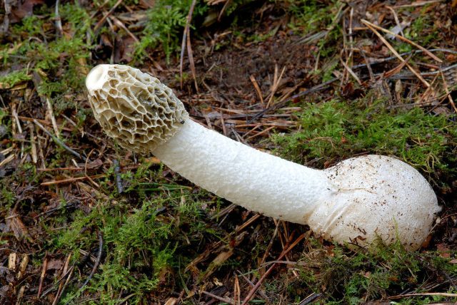 Научное имя гриба Phallus impudicus переводится как «бесстыдный мужской орган»