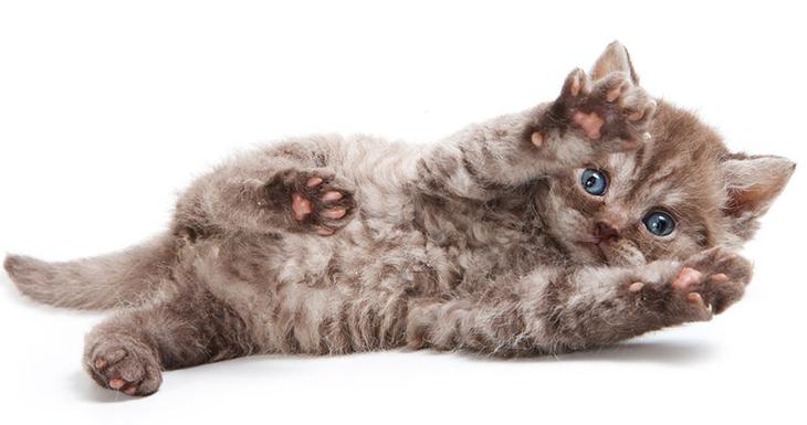 cat-breeds-encyclopedia.com