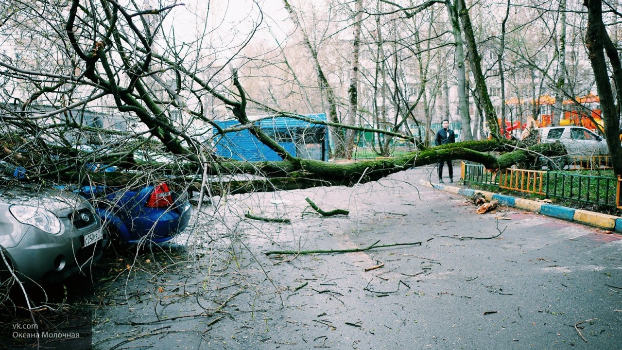 В Москве более 90 машин были повреждены ураганом