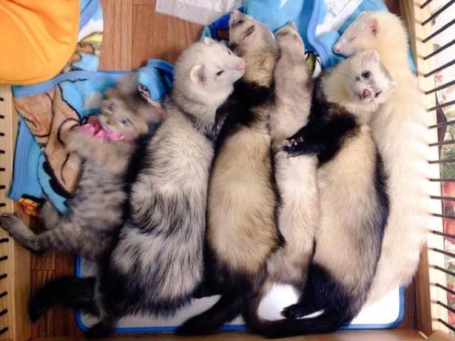 Котенок, который считает себя хорьком