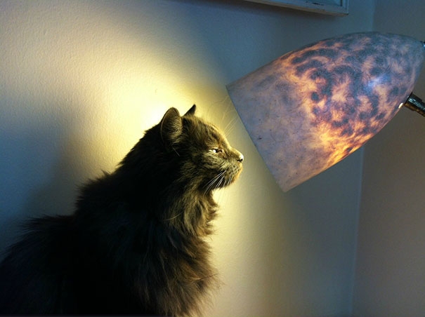 20 кошек, которые любят тепло больше, чем кто-либо кошки которые любят тепло, кошки и солнце