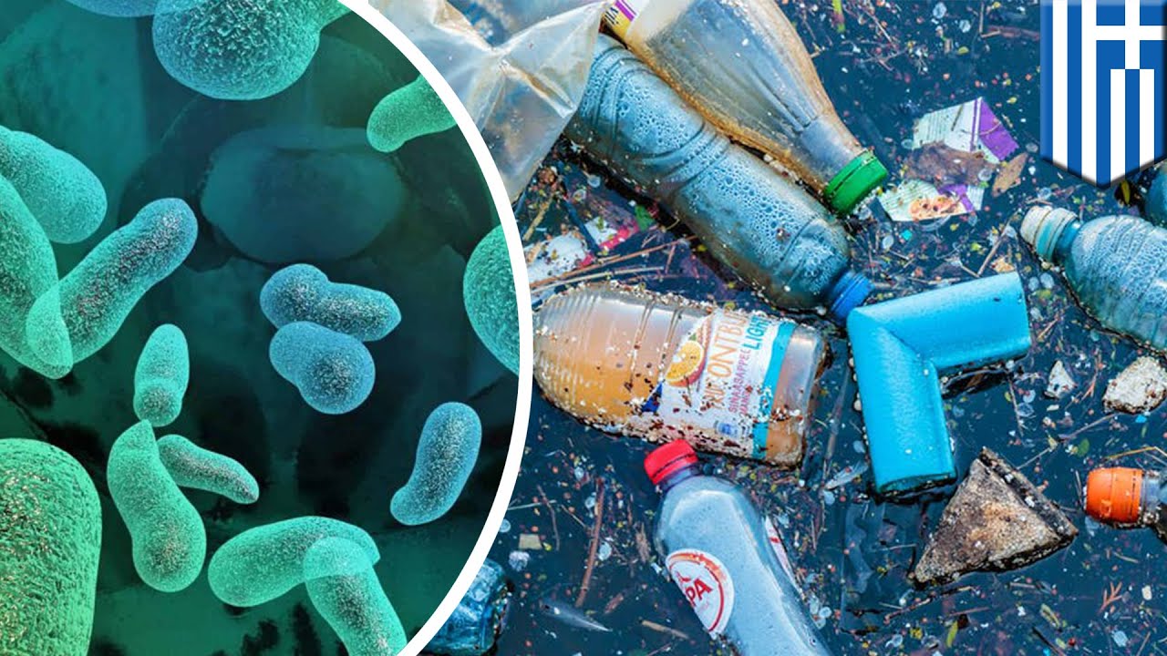 Бактерии поедающие пластик