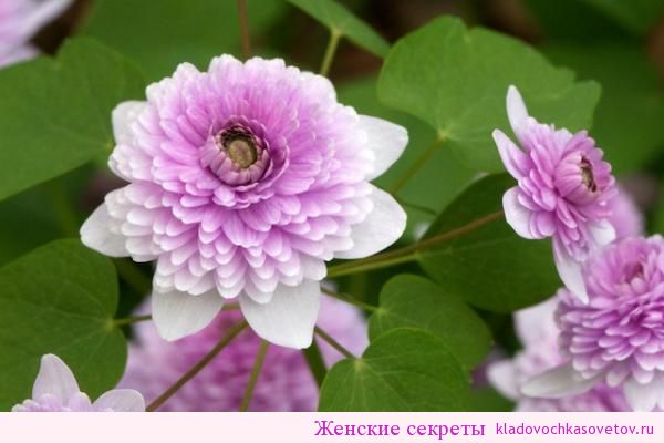 Цветок анемонелла Цветок анемонелла
