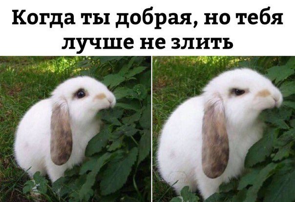 Очередная порция картинок с подписями Очередная порция картинок с подписями