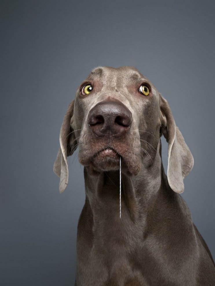 Невероятные портреты собак