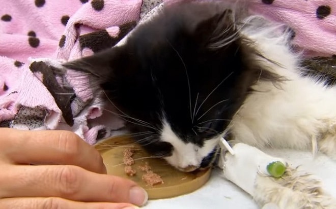 Кот ест с крышки Котенка кормят