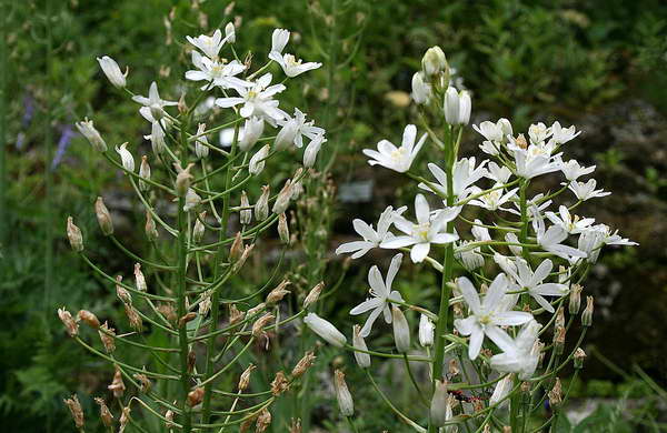 Птицемлечник дугообразный Ornithogalum arcuatum фото