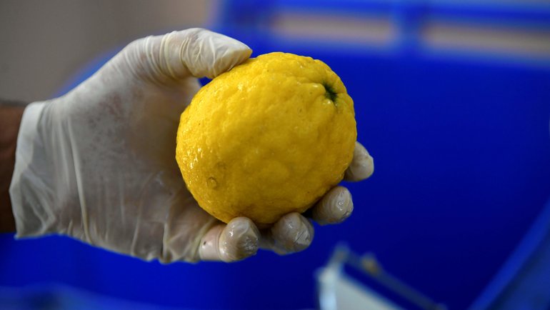 Ученые назвали самые полезные для здоровья продукты, лимона в топе нет