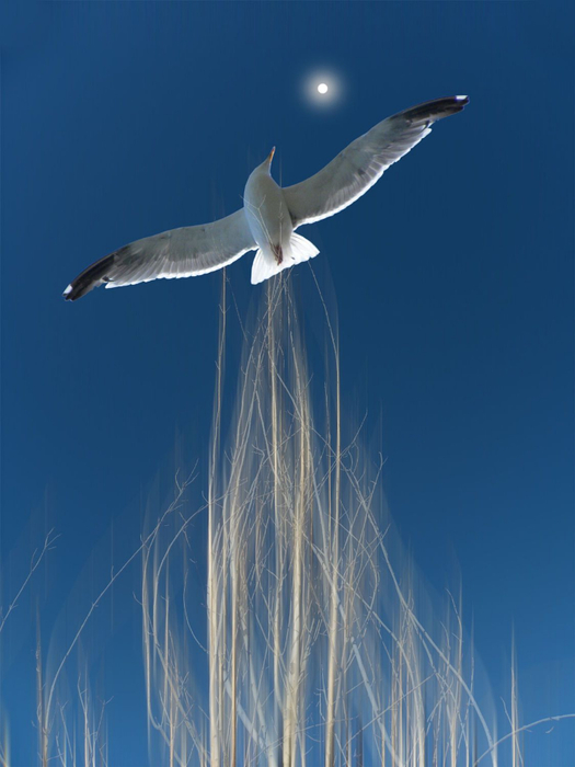 Peter Holme III Tutt'Art@ (35) (525x700, 235Kb)