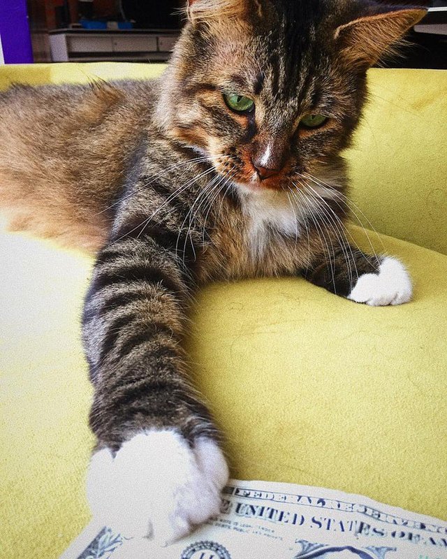 Офисный кот, который очень любит деньги Офисный кот, который очень любит деньги