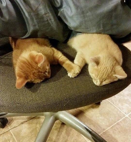 Малыши, которые ещё не совсем готовы быть котами)) Малыши, которые ещё не совсем готовы быть котами))