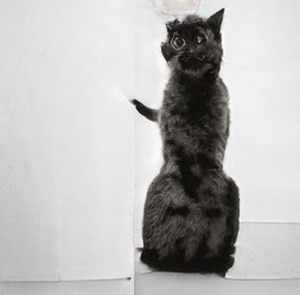 6 упоротых кошек, которых, к счастью, не существует