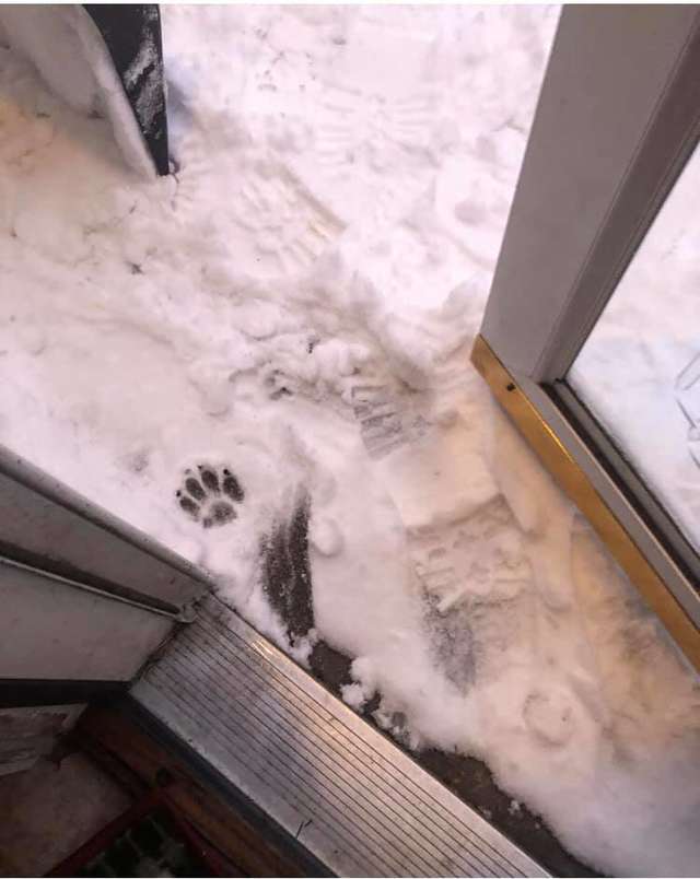 пес не любит снег следы на снегу