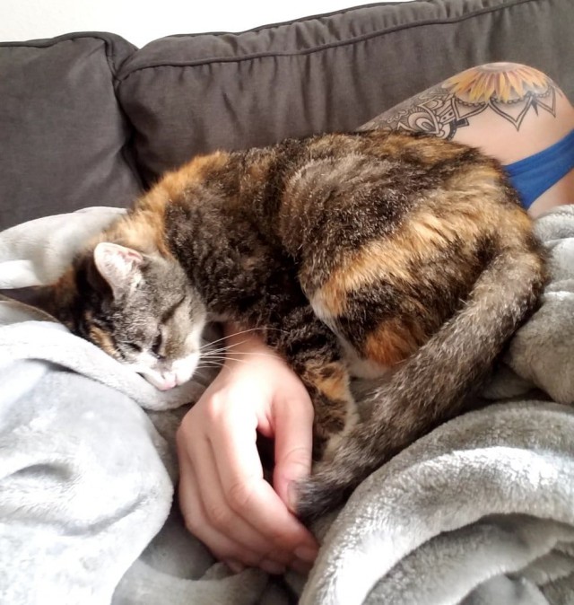 «Отдайте мне кошку, которая никому не нужна!»