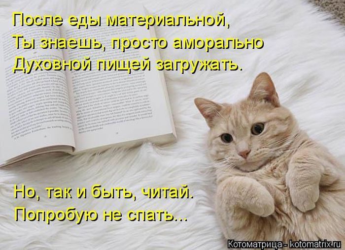 Лучшие котоматрицы, которые зарядят вас позитивом) Лучшие котоматрицы, которые зарядят вас позитивом)