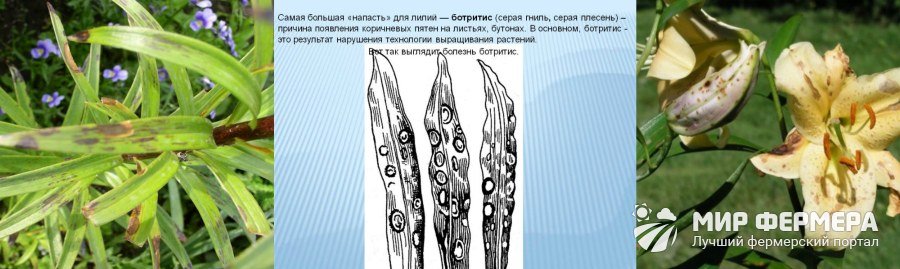 Болезни лилий с фотографиями и их лечения описание способы лечения