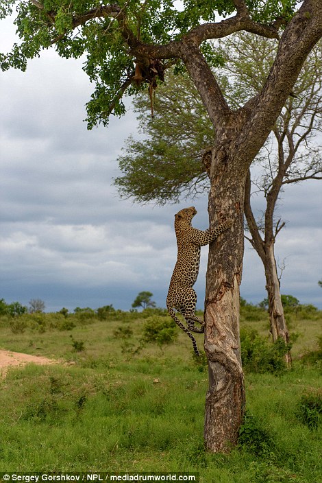 The leopard starts scaling the tree