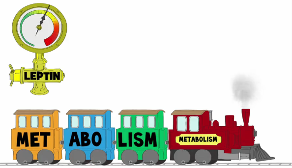 leptin