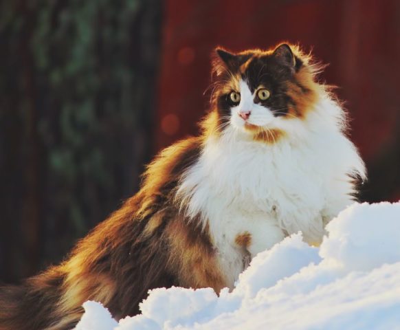 Зима – кошка в снегу