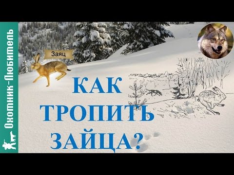 Как тропить зайца? Как тропить зайца?