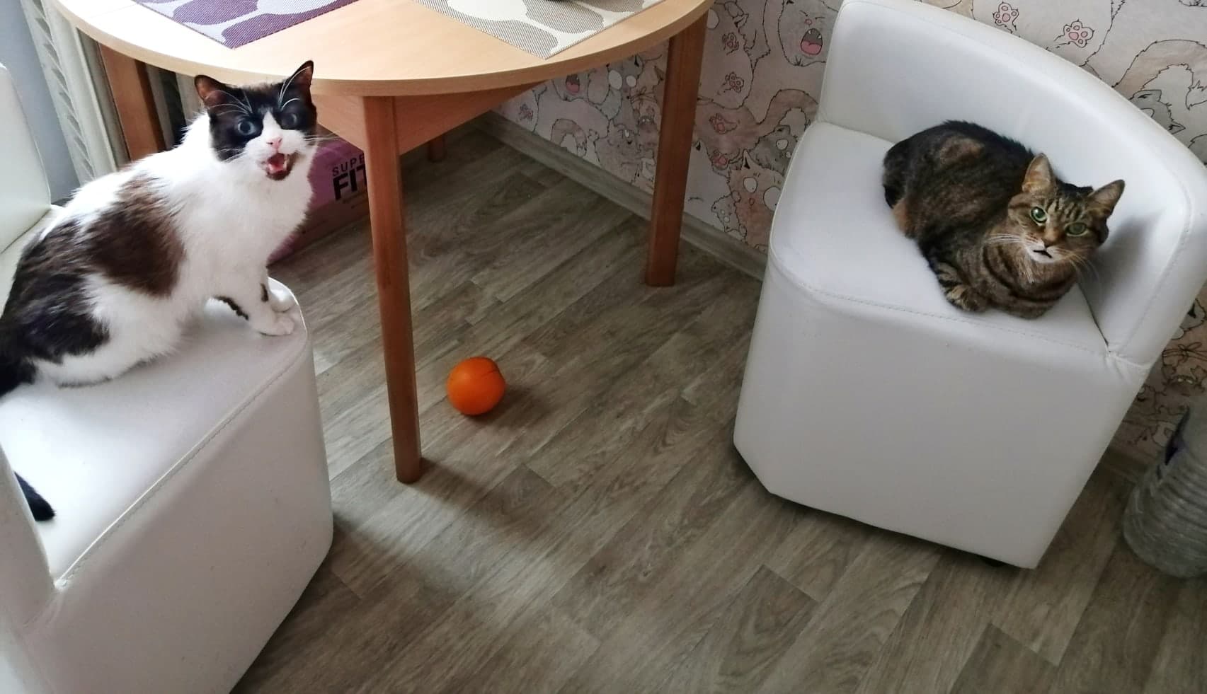 кот обрел дом два кота