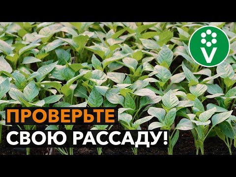 Признаки СИЛЬНОЙ РАССАДЫ ПЕРЦА