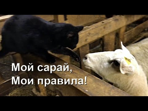 Кто в овчарне хозяин Кто в овчарне хозяин