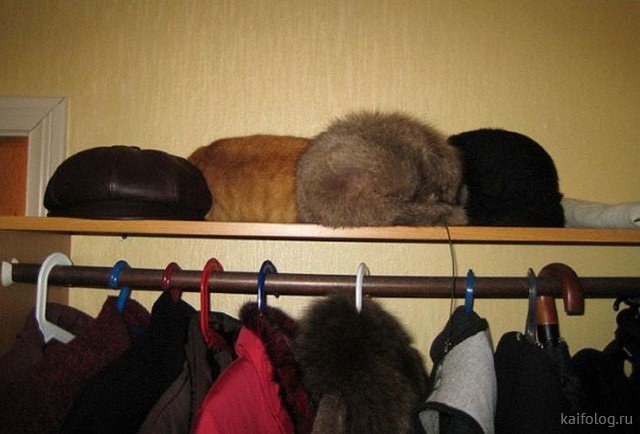 Найди лишнего на фото (50 приколов) Найди лишнего на фото (50 приколов)