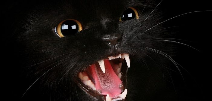 10 самых опасных пород кошек