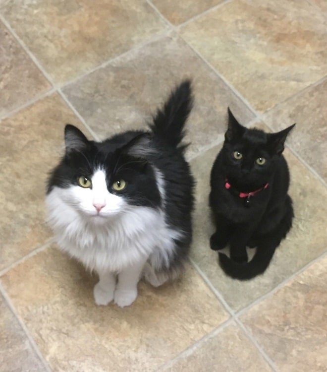 Кот и кошка Два кота