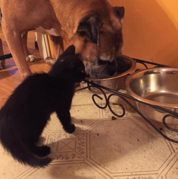 Малыши, которые ещё не совсем готовы быть котами)) Малыши, которые ещё не совсем готовы быть котами))